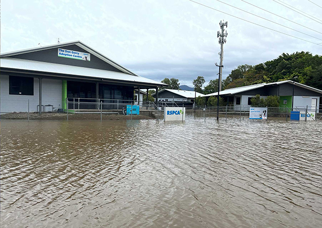 RSPCA Cairns Animal Care Centre flooded